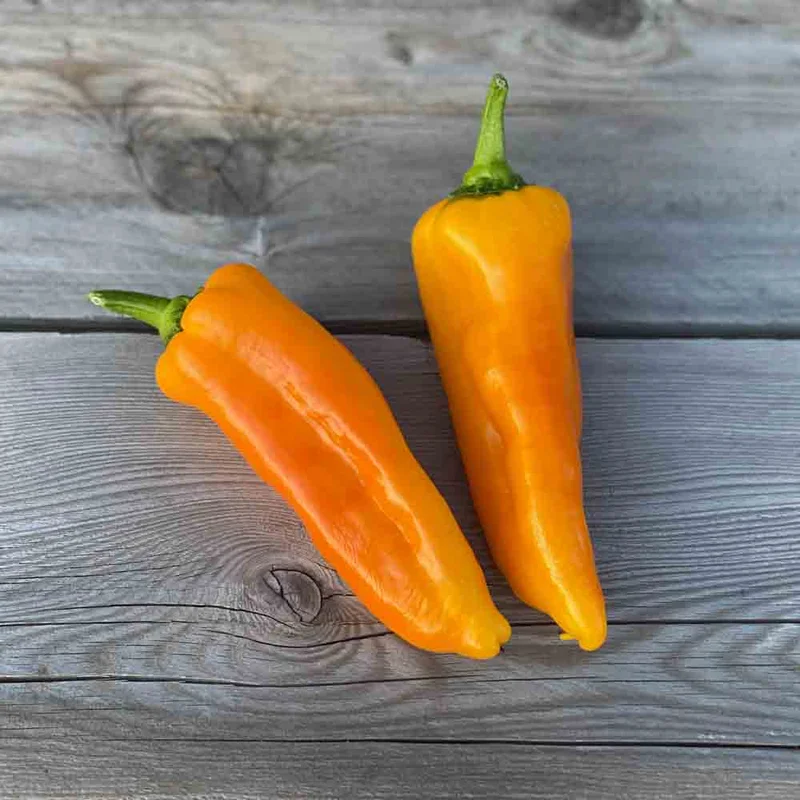 Poivron Corno Di Toro Giallo