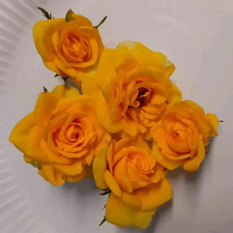 Rosier Comestible Picnic