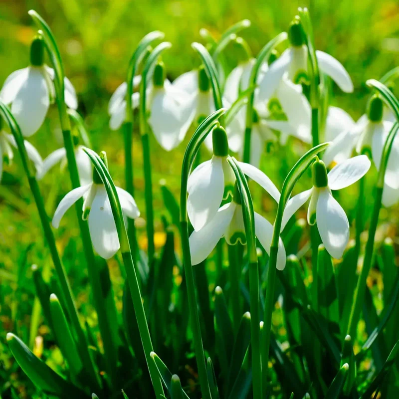 Galanthus Elwesii Polar Bear