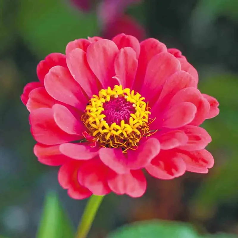 Zinnia Elegans Double Varie