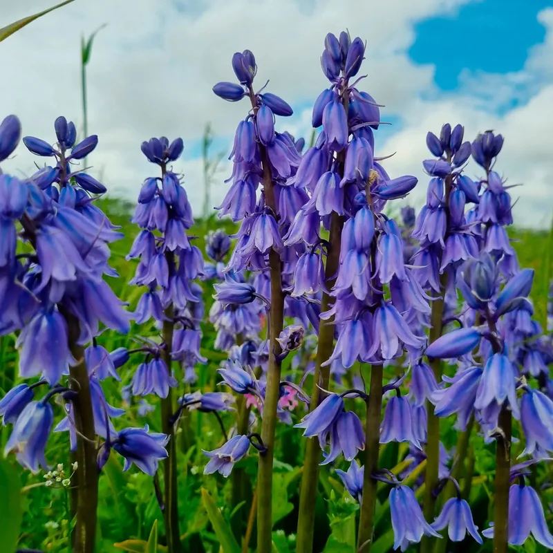 Hyacinthoides Hispanica 'excelsior'