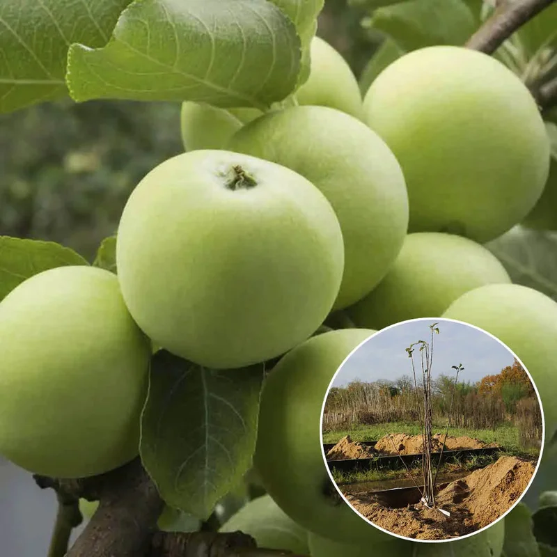 Pommier Granny Smith