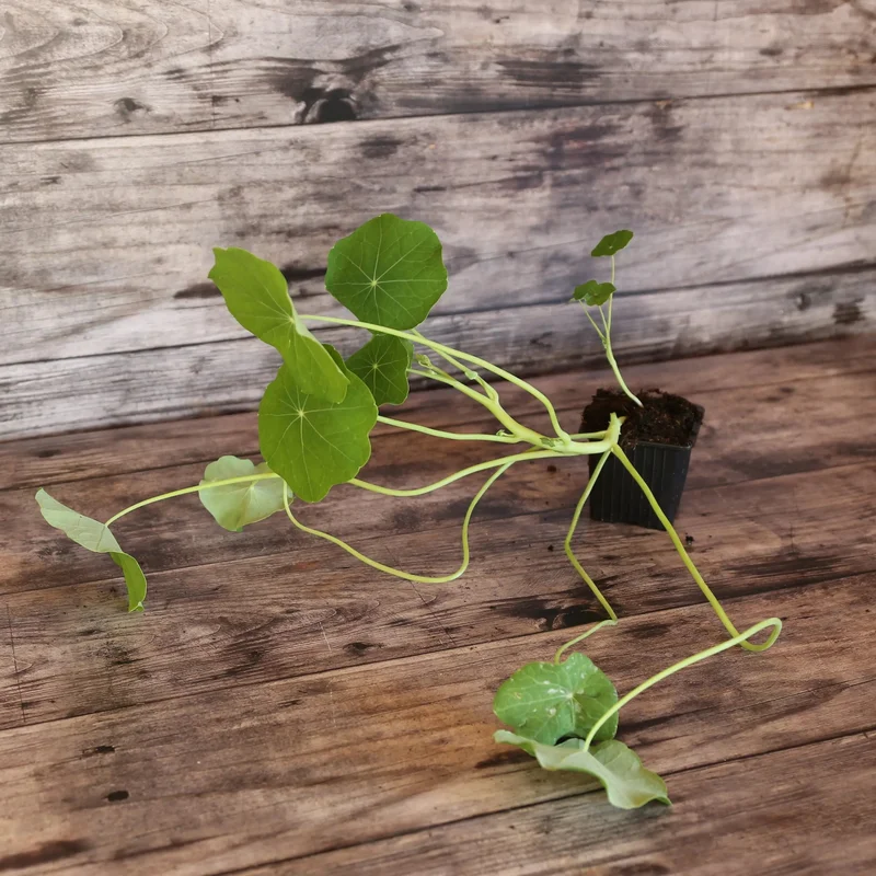 Capucine Naine Purple Emperor