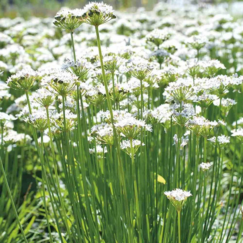 Ciboule Evergreen Nebuca
