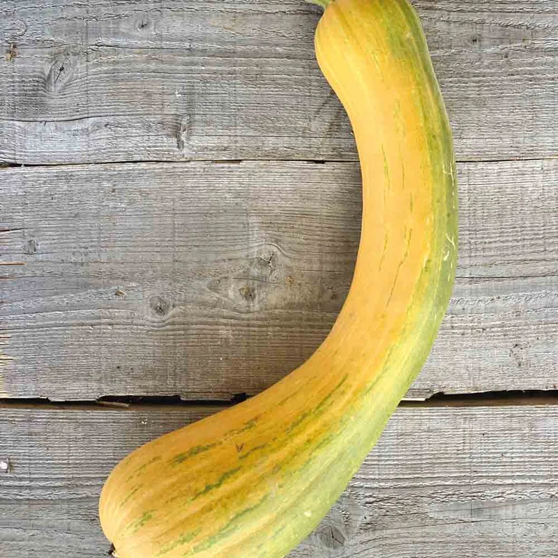 Courge Musquee Longue De Nice