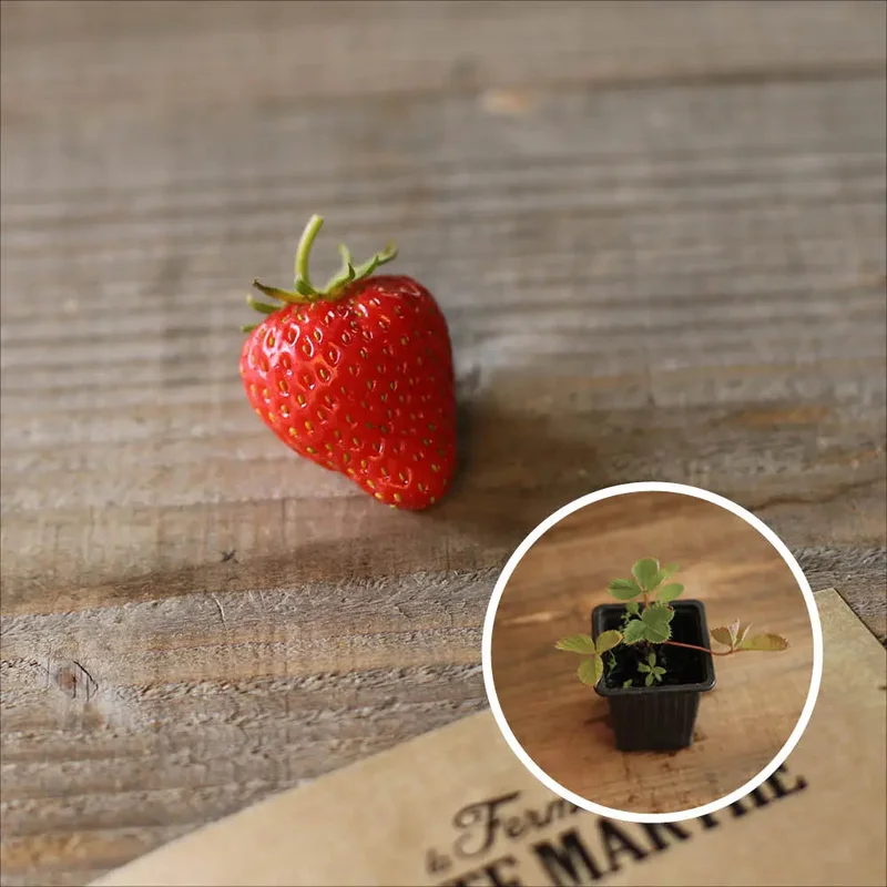 Fraisier Belle Et Bonne