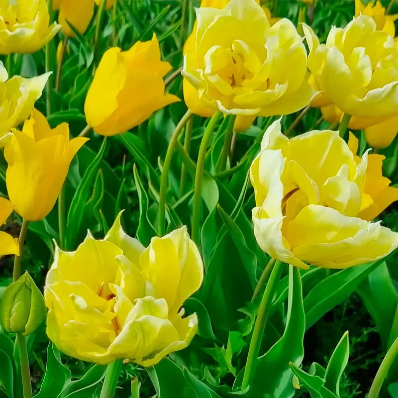 Tulipe Yellow Mix