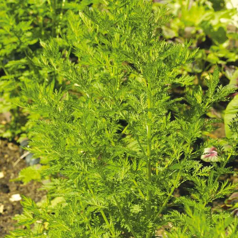 Armoise Annuelle Artemisia