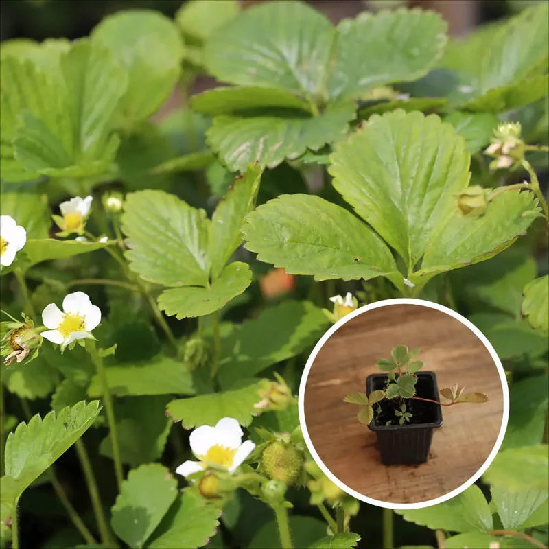 Fraisier Mount Everest