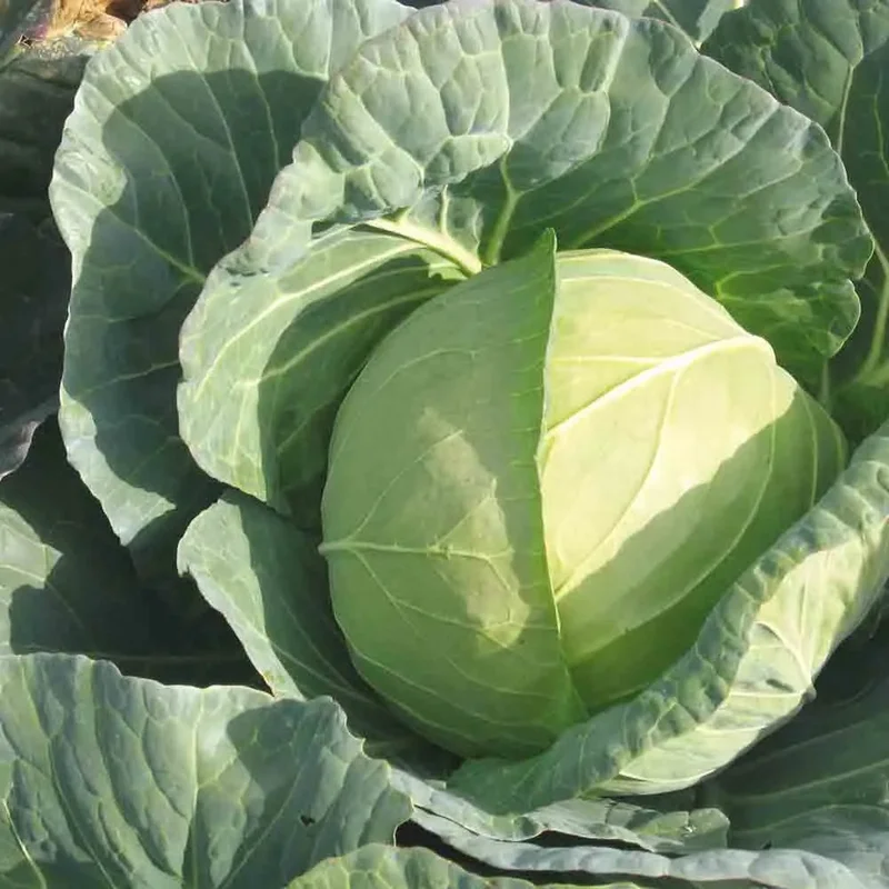 Chou Cabus Marche De Copenhague 2