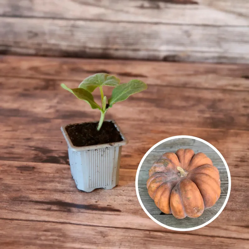 Courge Musquee Muscade