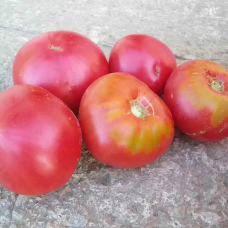 Tomate Gregory Altai