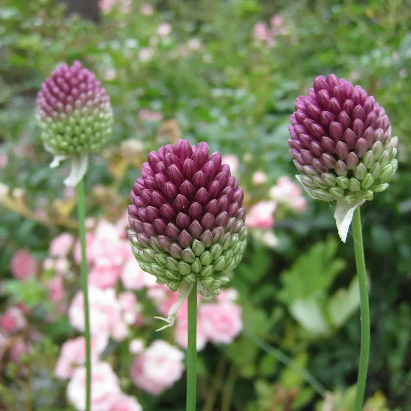 Allium Sphaerocephalon