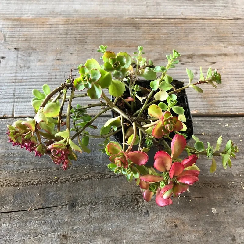 Sedum Spurium Atropurpureum