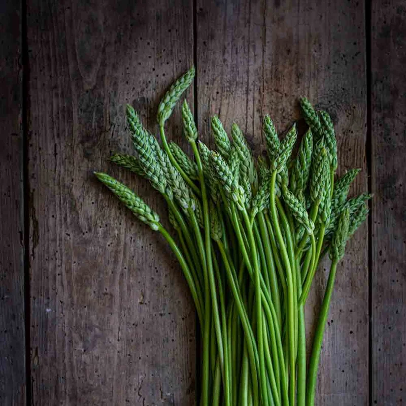 Aspergette Des Bois Ou Asperge Sauvage