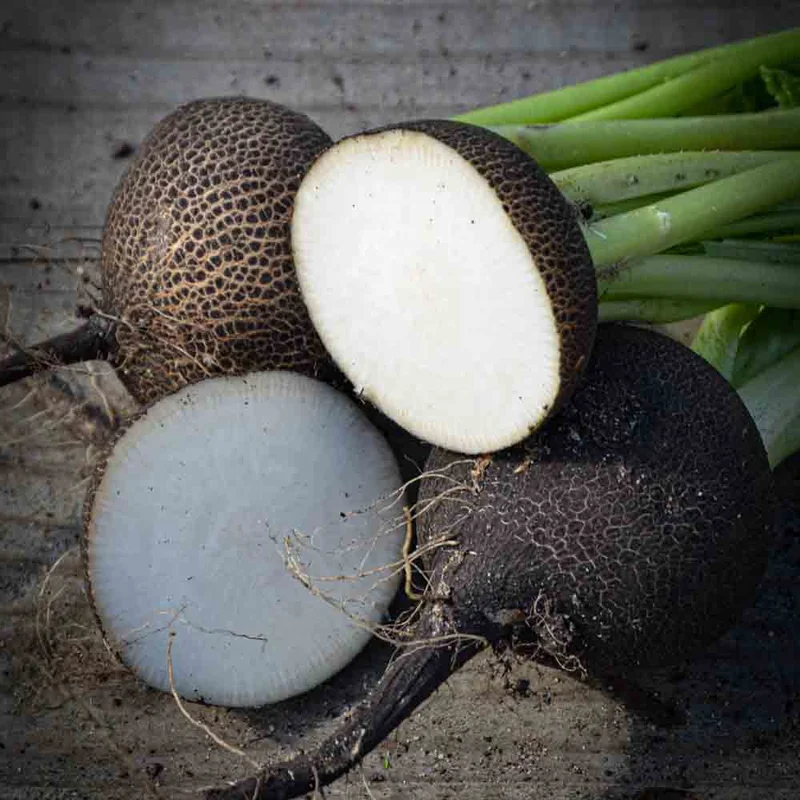 Radis Noir Gros Rond D'hiver