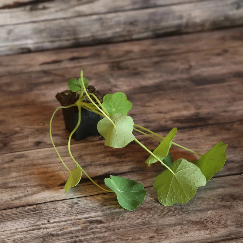 Capucine Grande Grimpante Variee