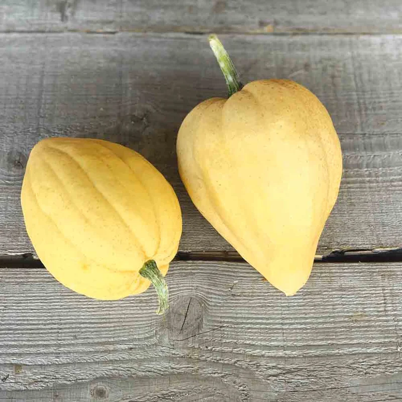 Courge Acorn Thelma Sanders