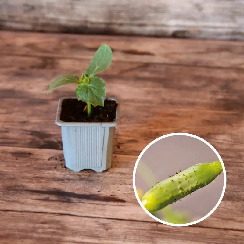 Cornichon Vert Fin De Meaux