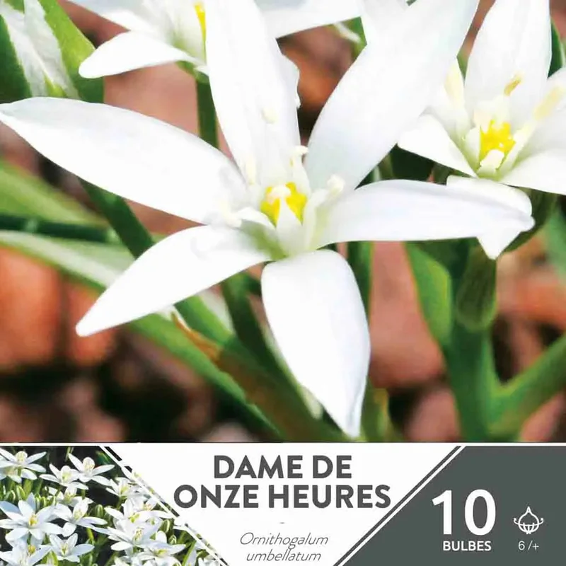 Dame De Onze Heures (Ornithogale Umbellatum)