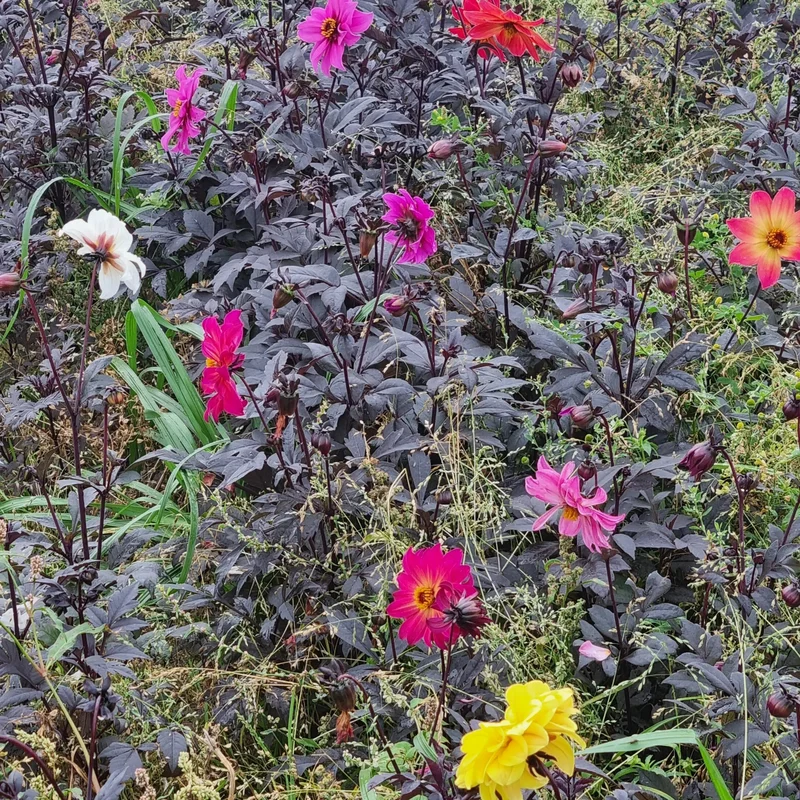 Dahlia Bijen En Mélange Poureilles