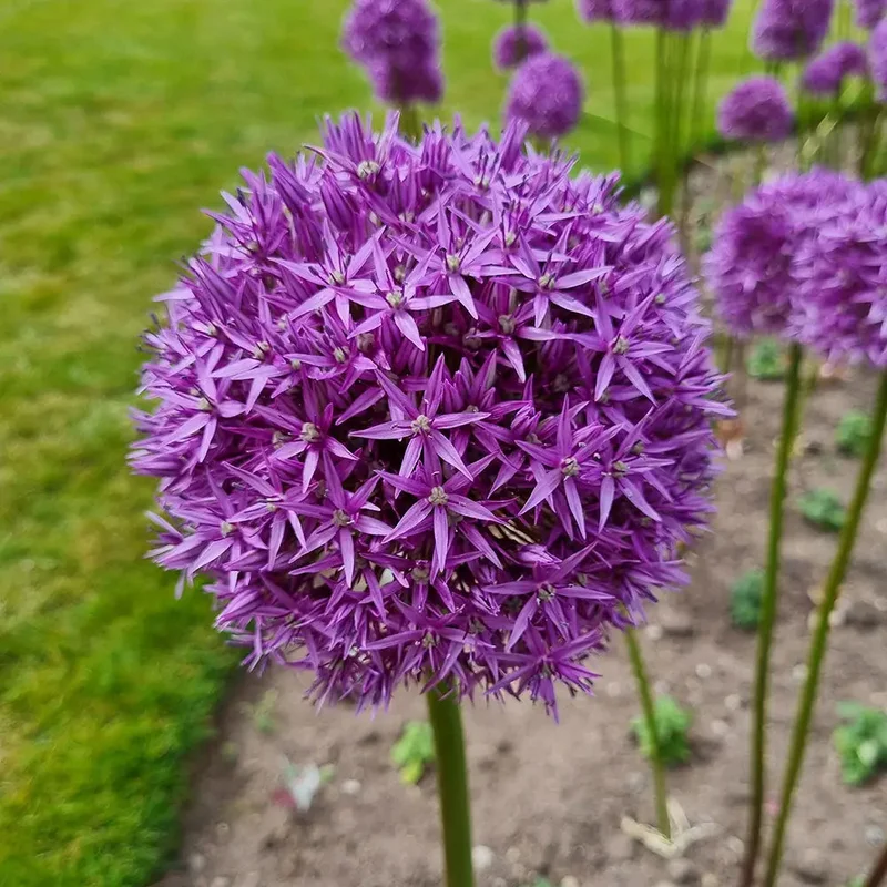 Allium Violet Beauty