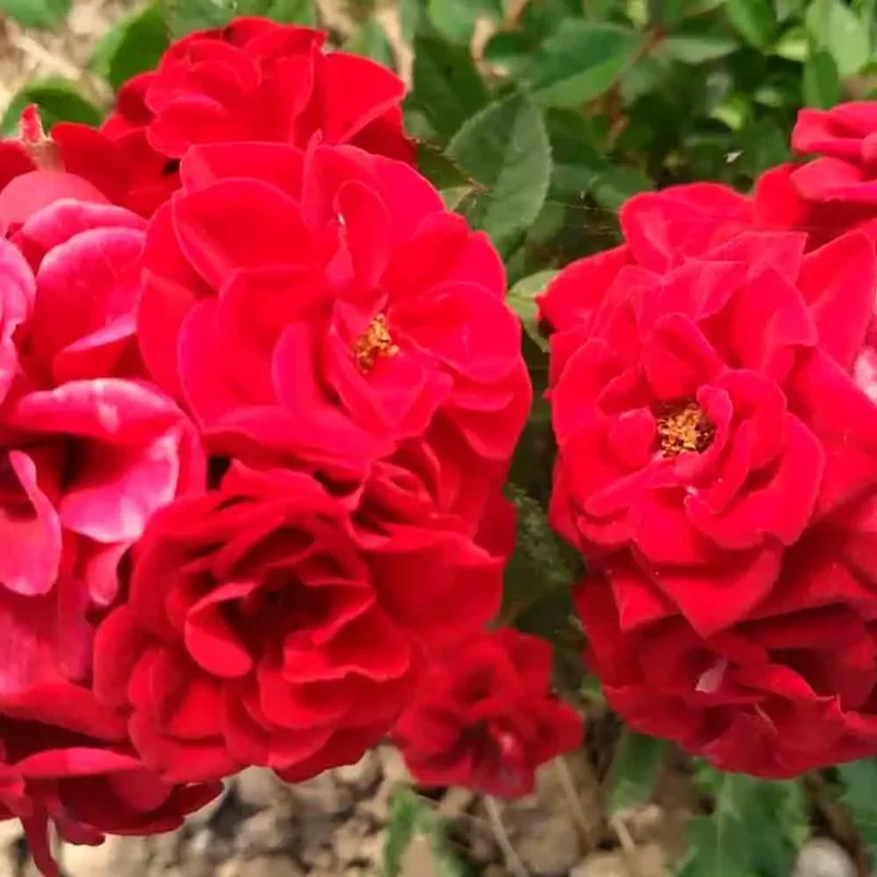 Rosier Comestible Romantic Date