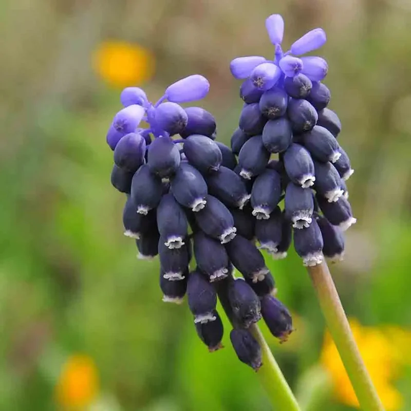Muscari Neglectum