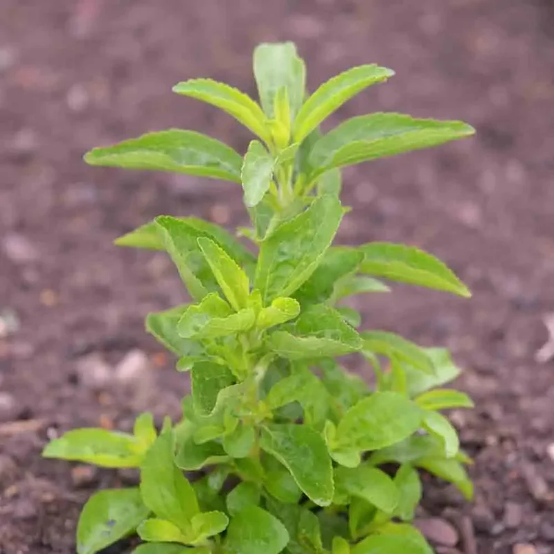 Stevia Rebaudiana