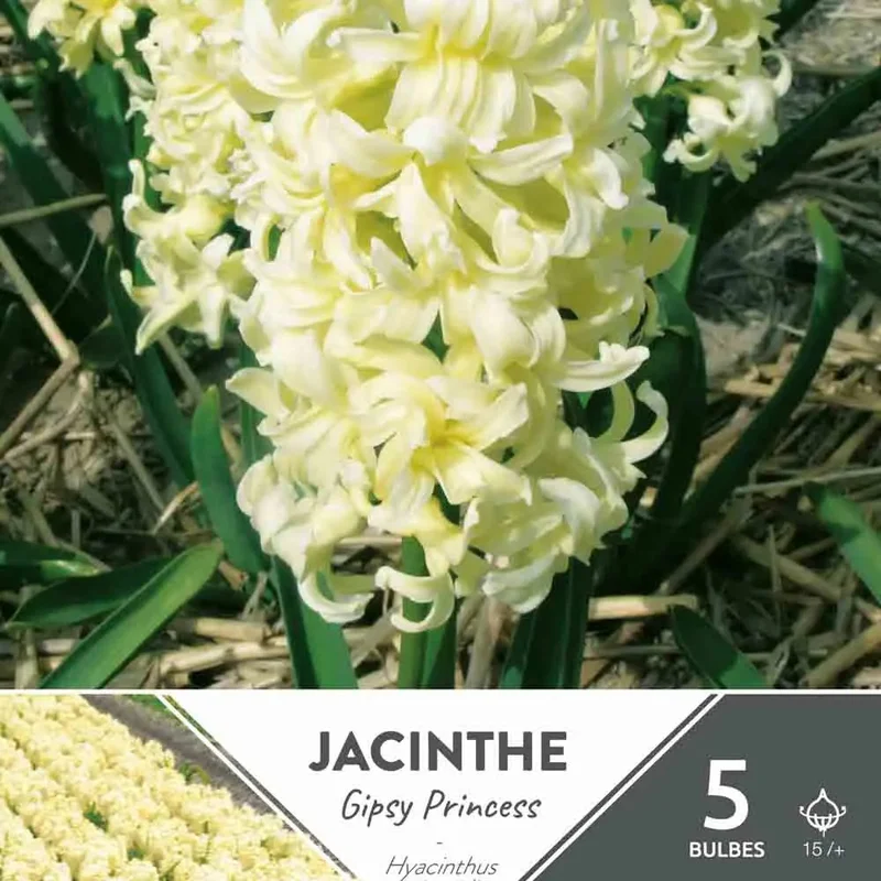 Jacinthe Gipsy Princess