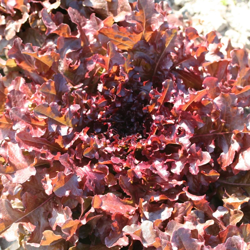 Laitue A Couper Red Salad Bowl