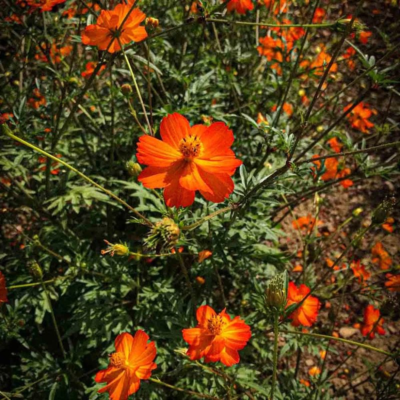 Cosmos Sulphureus