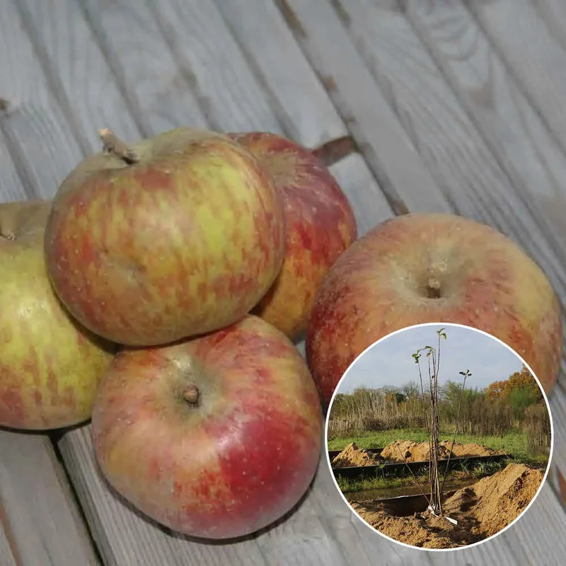 Pommier Gravenstein