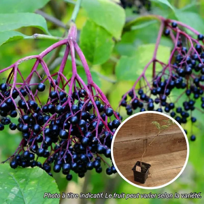 Sureau À Fruits Noirs Donau