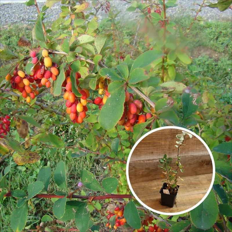 Épine Vinette De Corée Berberis Koreana Red Tears