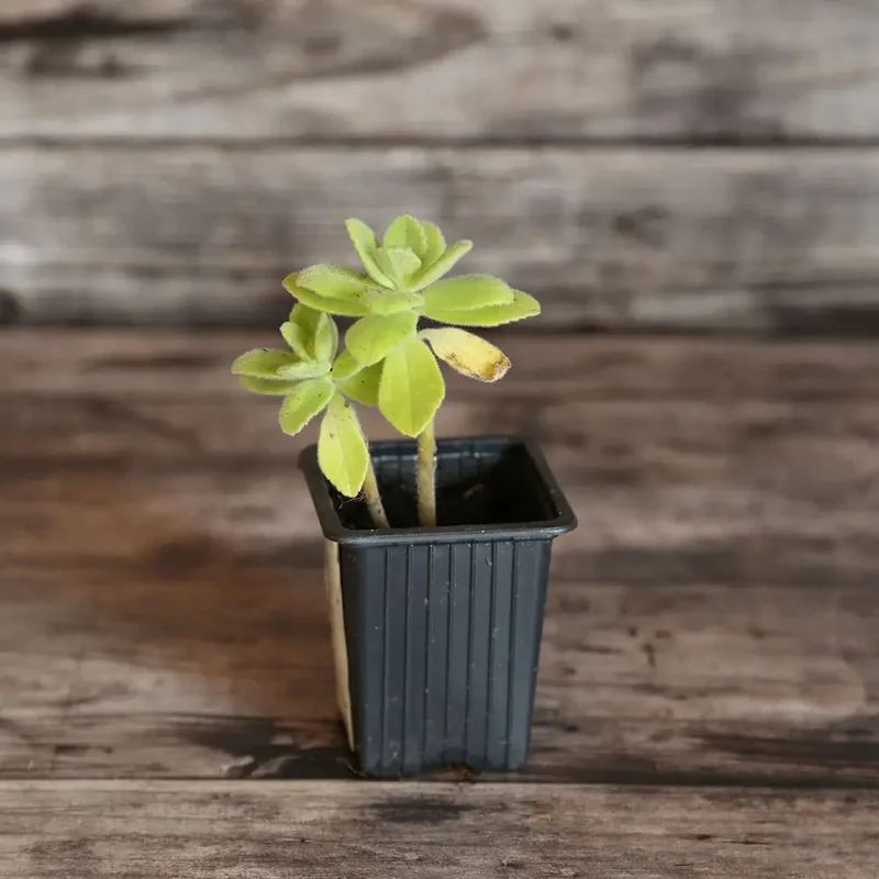 Coleus Canina ÔÇô Plante 'anti-chats '