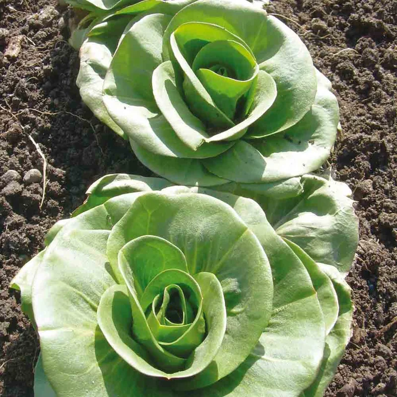 Chicoree A Larges Feuilles Grumolo Verde