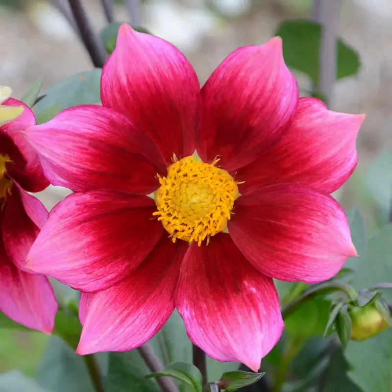 Dahlia Nain Simple Héroïne