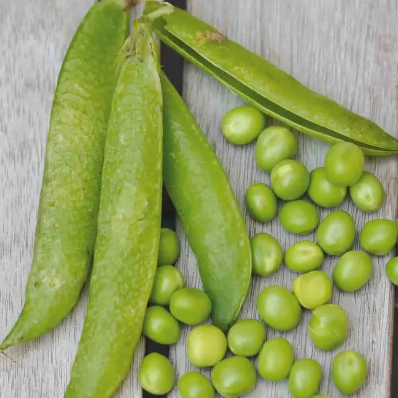 Pois Nain Merveille De Kelvedon A Grain Ride A Ecosser