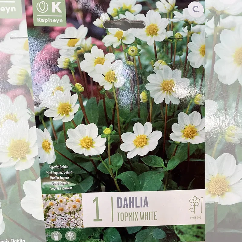 Dahlia Topmix Blanc