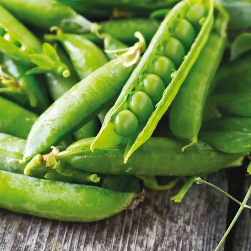 Pois Nain Karina Grain Ride A Ecosser 80 G