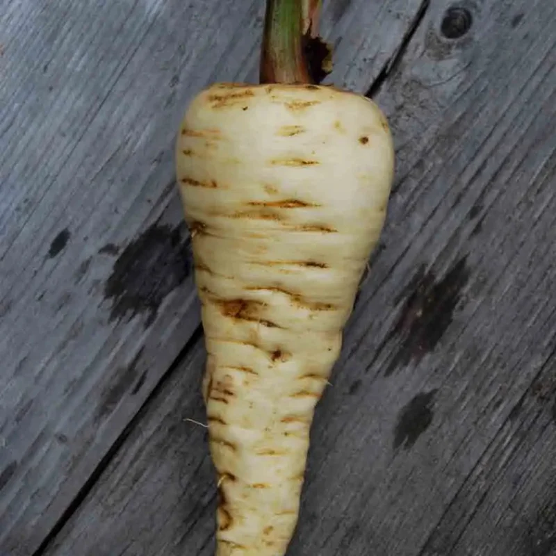 Panais Demi Long De Guernesey