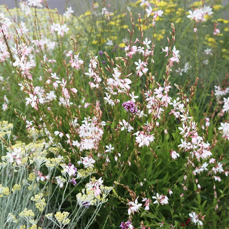 Gaura