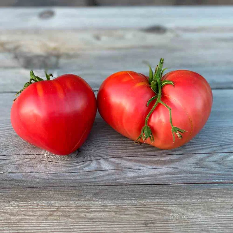 Tomate Coeur