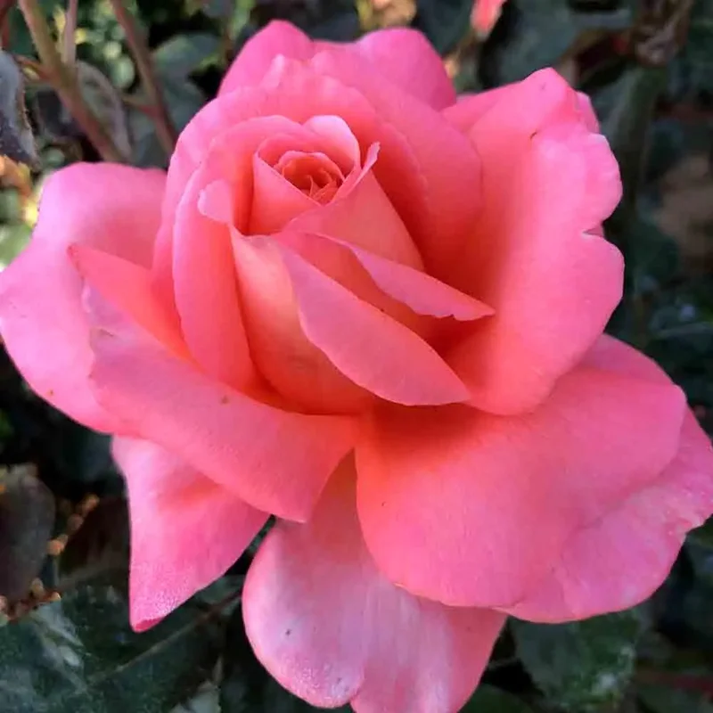 Rosier Parfum De Loire