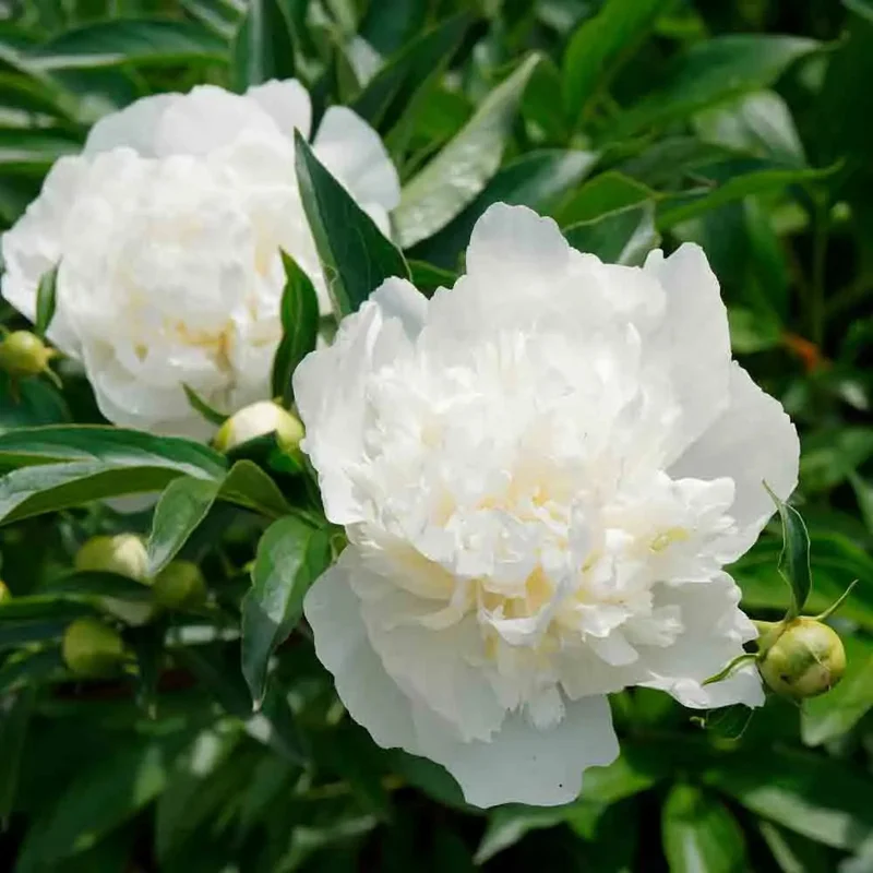 Pivoine Duchesse De Nemours