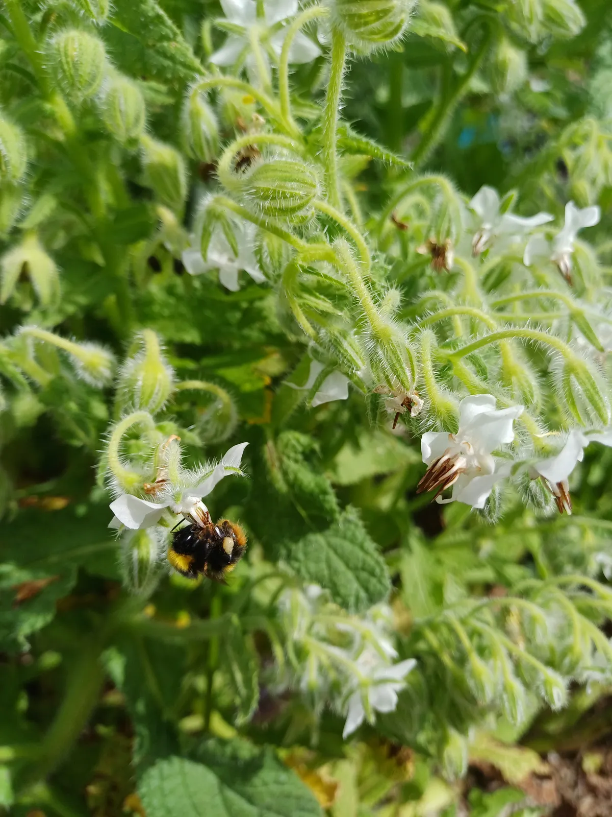 Bourrache Blanche Ab