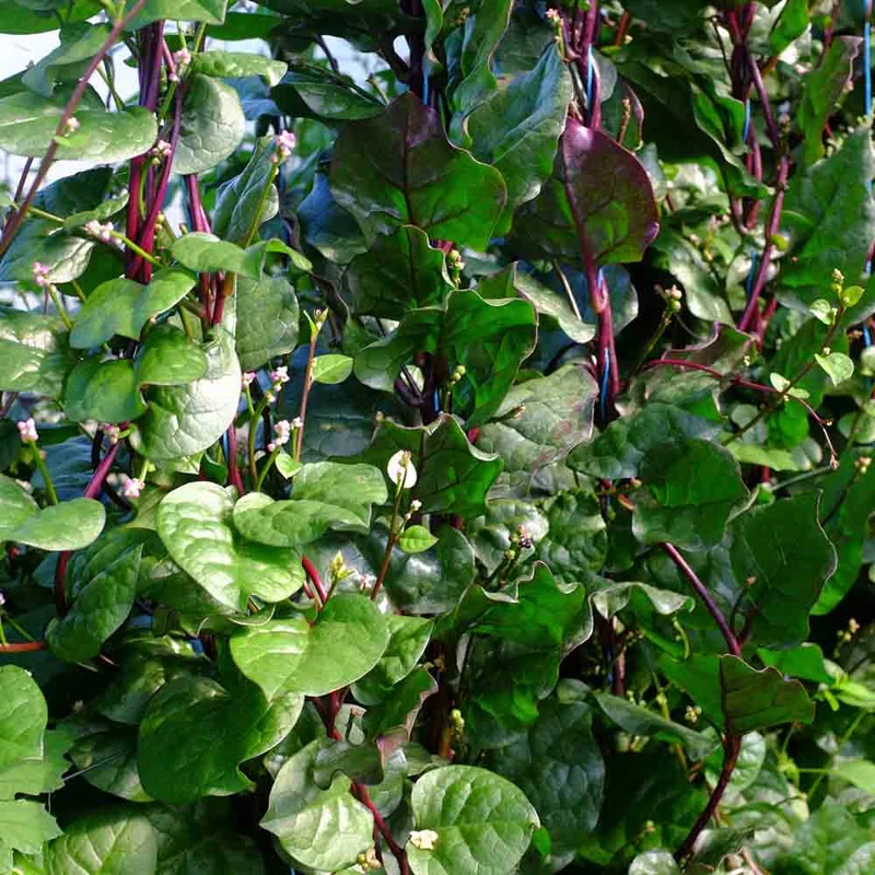 Baselle Rubra Ou Epinard De Malabar Rouge