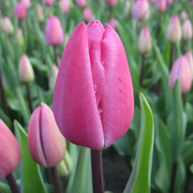 Tulipe Tineke Van Der Meer