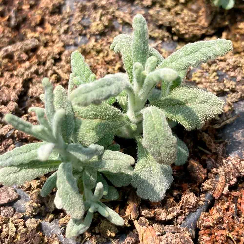 Plante Saucisson Ou Germandree Pouliot